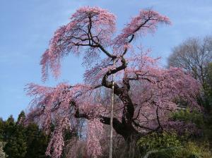 06 蓮華寺01