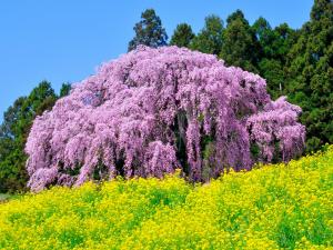 10 合戦場のしだれ桜01