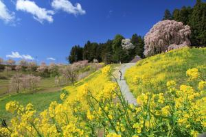 10 合戦場のしだれ桜02