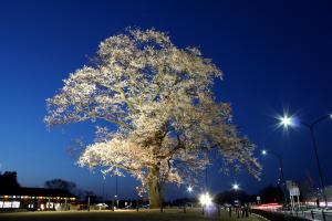 12 万燈桜01