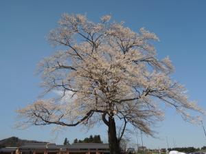 12 万燈桜02