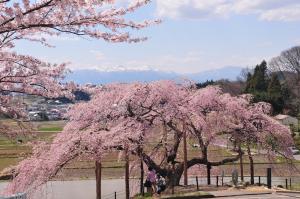 13 中島の地蔵桜01