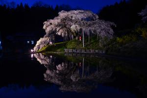13 中島の地蔵桜03