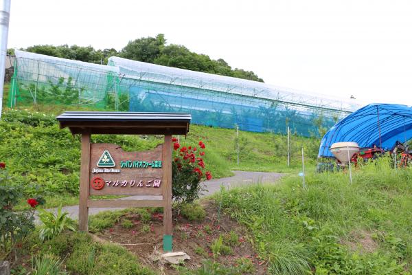 羽山サクランボ（看板）