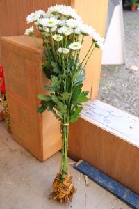 菊人形に付けられる菊の株
