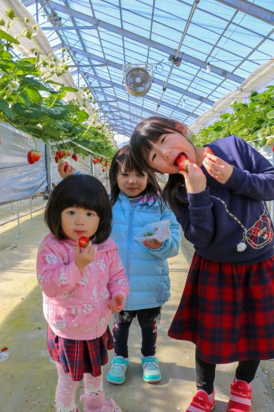 マルナカファームイチゴ狩り3姉妹