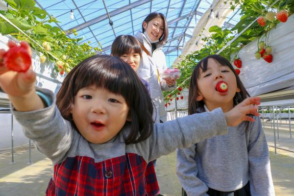 イチゴ狩り 年2月 二本松市公式ウェブサイト