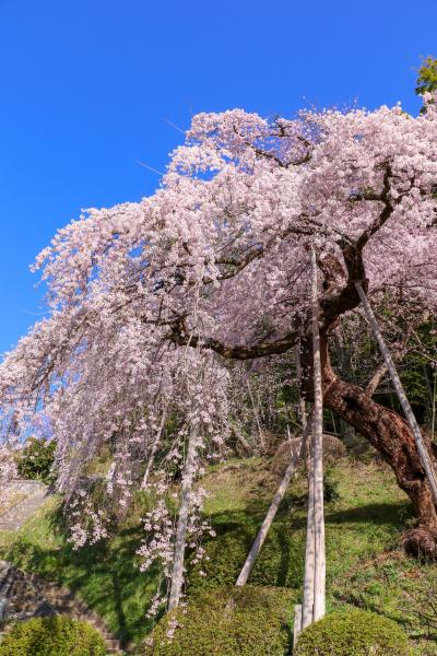 二本松の桜 年4月 二本松市公式ウェブサイト