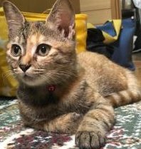 鈴石東町　迷子猫　(1)