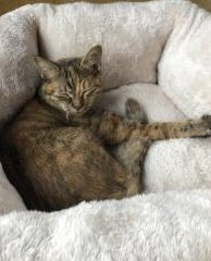 鈴石東町　迷子猫　➁