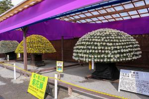 菊花展に展示された千輪咲