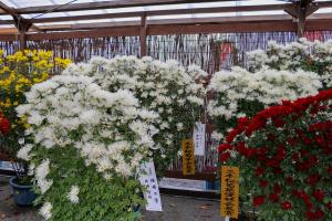 扇のように広がる「さが菊」