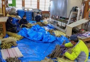 上川崎和紙05_楮の皮をむく「かずはぎ」作業