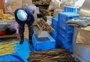 上川崎和紙09_ 楮の皮を500匁ずつはかる