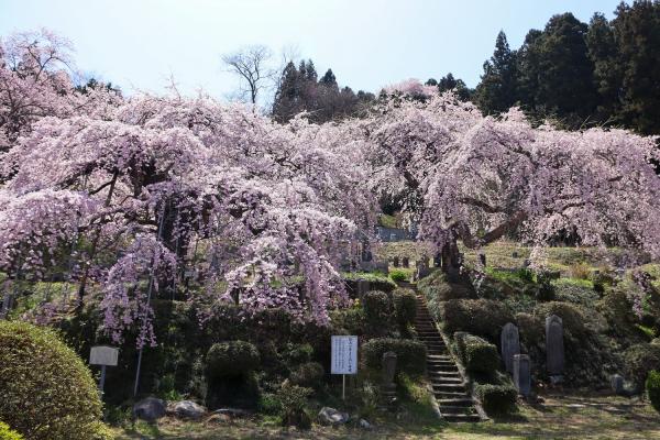 2021本久寺の桜