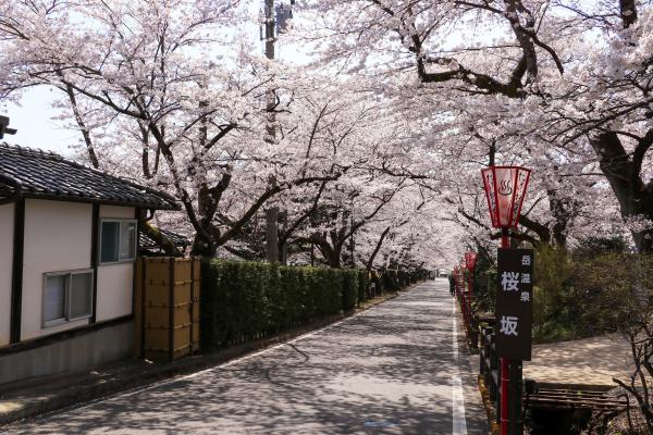 21二本松の桜 21年4月 二本松市公式ウェブサイト