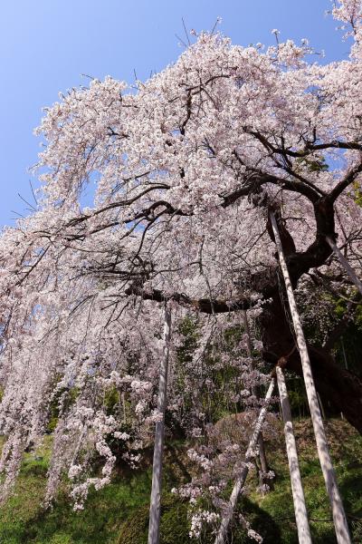 2021鏡石寺の桜