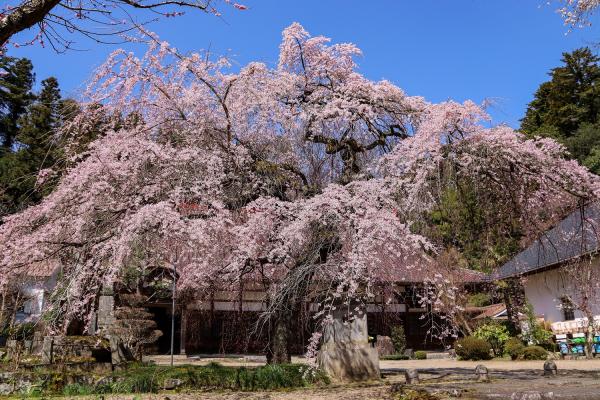 21二本松の桜 21年4月 二本松市公式ウェブサイト