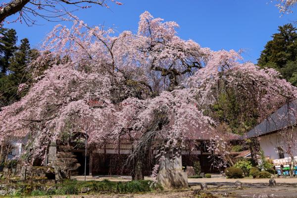 2021大隣寺の桜