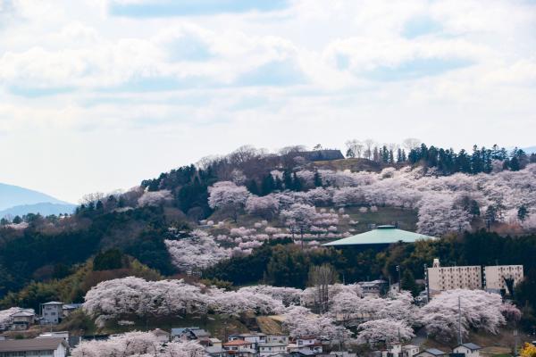 2021城山の桜