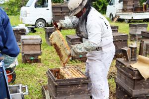 ハチの巣箱から巣枠を取り出す