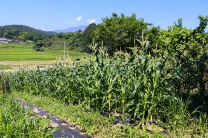 あだたら食農schoolfarm_04耕起区のトウモロコシ