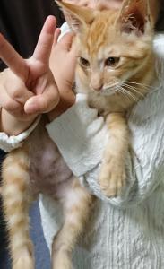 041027 迷子猫（岡ノ内）