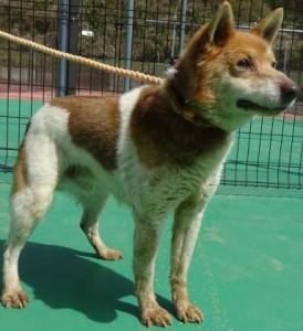050326保護犬➁