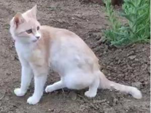 050606成上迷子猫