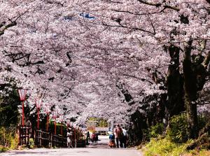 桜坂
