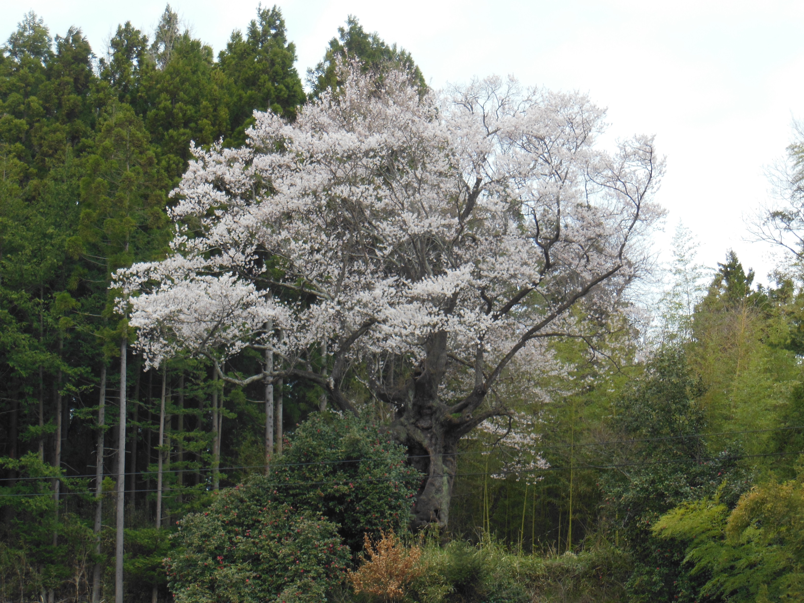 芹沢のサクラ