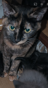 迷子猫（西町）