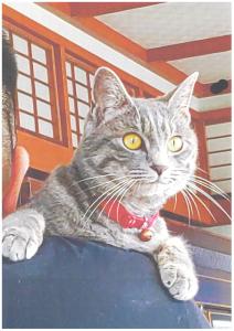 070219迷子猫（竹田）(2)