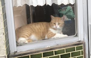 迷子猫（百目木字町）
