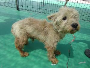 6月2日保護犬(1)