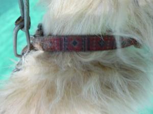 6月2日保護犬(2)