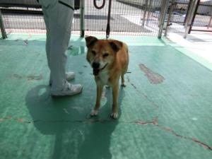 0618保護犬(1)