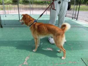 0618保護犬(2)