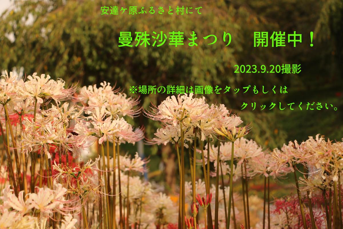 曼殊沙華まつり