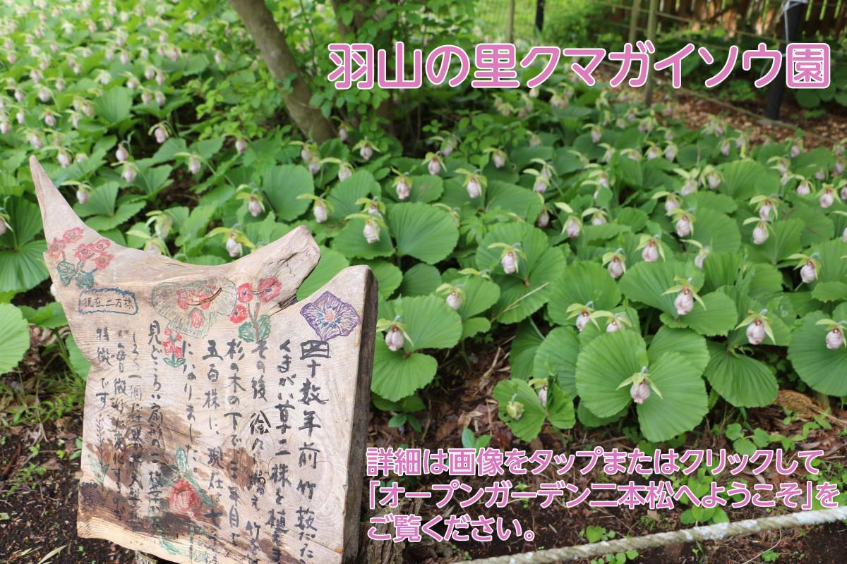 クマガイソウ園