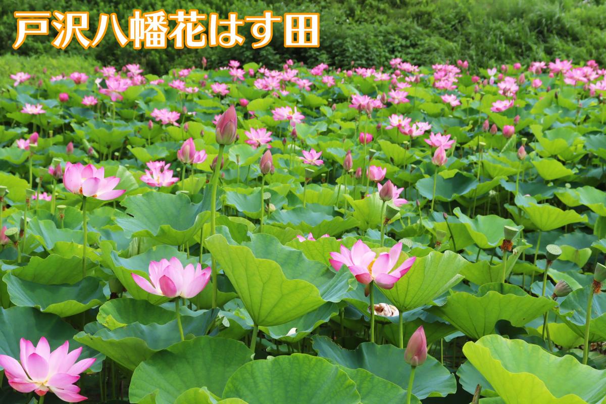 八幡ハス