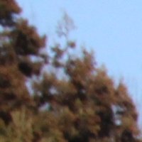 IMG_6736