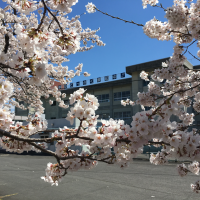 東和中の桜が満開です！
