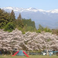 10TRYTRY「校庭の桜」